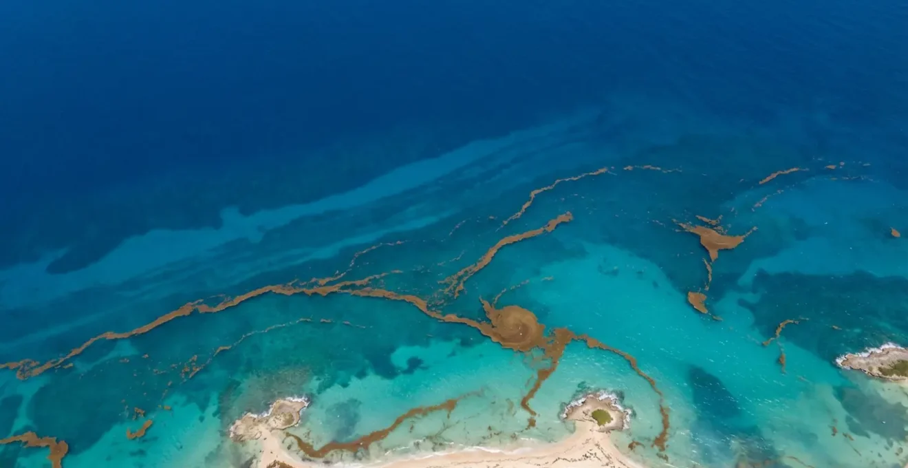 Vue satellite des accumulations d'algues sargasses le long des côtes dominicaines avec zones à risque